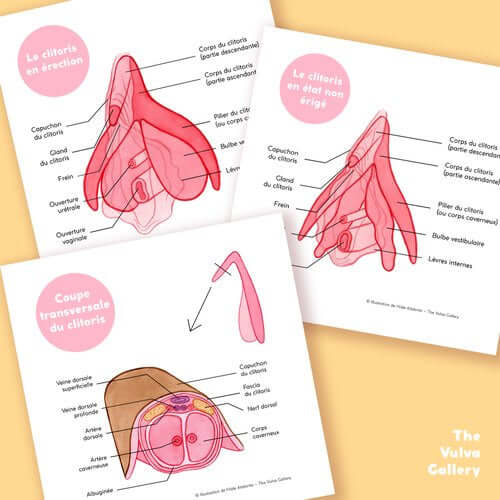 La Vulve • Collection de planches anatomiques éducatives • Version électronique | klit.